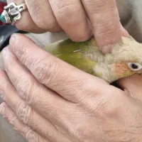 گیرینچک نر دستی