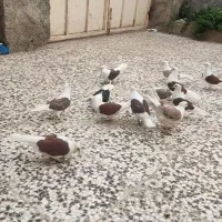 8تا دوبال مهر ماکلی