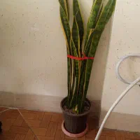 سانسوریا ابلغ