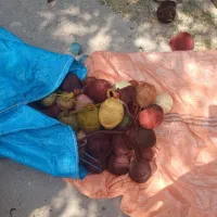 نخ فرش|لوازم خیاطی و بافتنی|تبریز, |دیوار