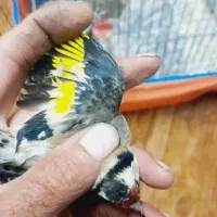 سهره فروش یا معاوضه|پرنده|شاهینشهر, حافظ شمالی|دیوار