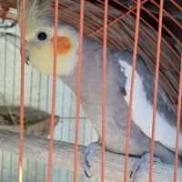 عروس هلندی نر و ماده(جفت نیستن)|پرنده|الشتر, |دیوار