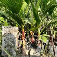 پالم نشایی تا یک متری همه سایزها|گل و گیاه طبیعی|آمل, |دیوار