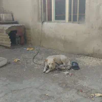 واگذاری پاکوتاه ماده روباهی|سگ|صائین قلعه, |دیوار