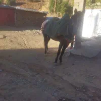 اسب ۶ سال|اسب و تجهیزات اسب‌سواری|حویق, |دیوار