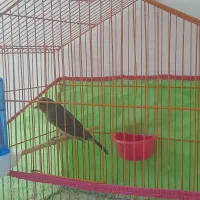 قناری سبز دارچینی مست خون نر|پرنده|تربتحیدریه, رباط سفلی|دیوار