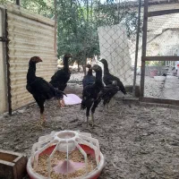 خروس لاری ۷ماهه ومرغ۷ماهه|حیوانات مزرعه|قائم‌شهر, |دیوار