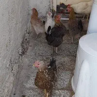 مرغ تخم گذار دربستان