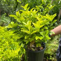 شمشاد سطل ۴صادراتی