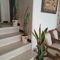 گل و گلدان|گل و گیاه طبیعی|کاشان, شهرک امیرالمومنین|دیوار