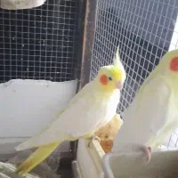 عروس هلندی جفت|پرنده|نوشهر, |دیوار