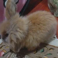 فروش خرگوش لوپ