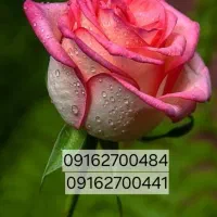 سیم کارت دایمی