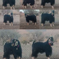 یک راس دبر ترکی اصل روزگاری. همه چی تموم.|حیوانات مزرعه|شیراز, ابیوردی|دیوار