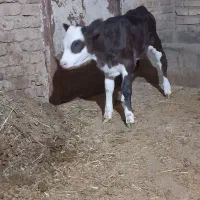 گوساله سیمیتال|حیوانات مزرعه|آشخانه, |دیوار