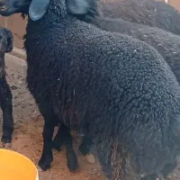 1عدد بره چاق درجه یک