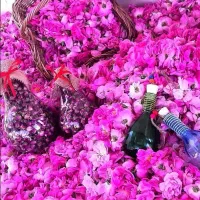 تور خاص و قشنگ گلاب گیری