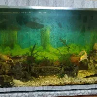 اکواریوم شرکتی