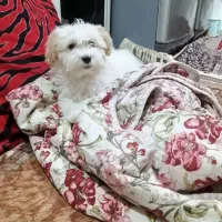 سگ پاکوتاه 2ماهه