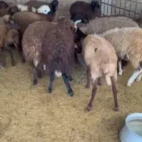 بره نر ماده|حیوانات مزرعه|گنبد کاووس, |دیوار