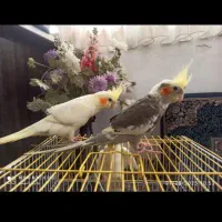 ۱۰ عدد جوجه عروس ۲ ماهه تا ۴ ماهه .کاملا رام دستی|پرنده|آستانه اشرفیه, |دیوار