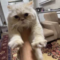 گربه با همه ی وسایل ها|گربه|اردبیل, |دیوار