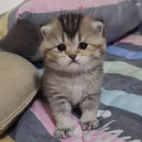 بچه گربه اشرافی|گربه|تهران, اکباتان|دیوار