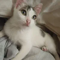 واگذاری گربه خونگی