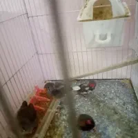 فنج|پرنده|مشهد, مصلی (کارمندان اول)|دیوار