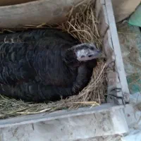 بوقلمون سینه پهن برنز انگلیسی کرچ