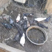 کفتر|پرنده|قم, قلعه کامکار|دیوار