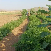 3هکتار زمین ابی  شرا فوران