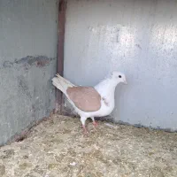 کبوتر پرشی|پرنده|گلپایگان, |دیوار