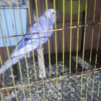 جفت مرغ عشق رینبو