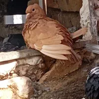کبوتر ساده هفترنگ