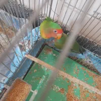 کوتوله برزیلی|پرنده|ابریشم, |دیوار