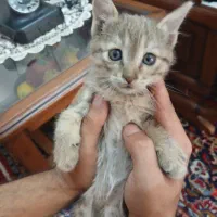 گربه