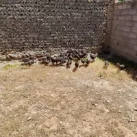 بوقلمون