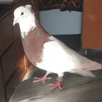 نر طوقی سرخ|پرنده|زاغه, |دیوار