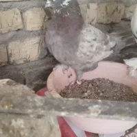 کبوتر|پرنده|حمیدیا, |دیوار