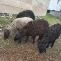 گوسفندهای نر رومانوف و افشار کیلویی ۴۰۰ تومن مقطوع|حیوانات مزرعه|لنگرود, |دیوار