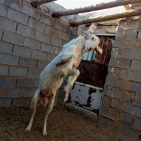 تکه جوان|حیوانات مزرعه|خواف, |دیوار