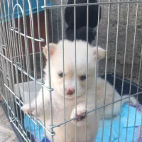 فروش توله سگ