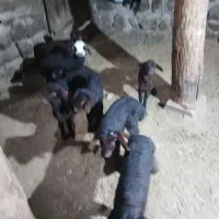 میش بره