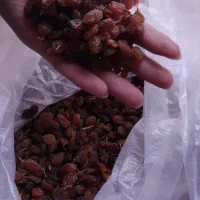 خشکبار و لبنیات|خوردنی و آشامیدنی|نیشابور, شهرک رسولی|دیوار