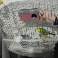 دو عدد مرغ عشق