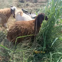 بی و بره چاق کشتاری درجه یک|حیوانات مزرعه|اندیمشک, |دیوار