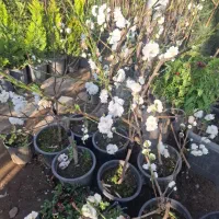 فروشنده در گلفروشی