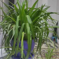 گل های زیبا و سرحال ک گل رنگی هم میزارن