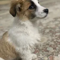 توله شیتزو|سگ|مشهد, مشکینی (شهرک غرب)|دیوار